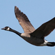 Image for article titled Goose Does Pretty Decent Job Shitting All Over High School Track